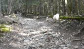 Randonnée Marche Chabreloche - Chabreloche - Les bois noirs - Photo 9