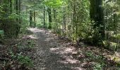 Trail Walking Vielsalm - Becheva piéton - Photo 4