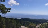 Tocht Stappen Porto-Vecchio - Punta di a Vacca Morta - Photo 1