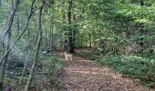 Tocht Stappen Sivry-Rance - Bois de Blagnies, forêt domaniale de Rance, ri Fromont, aire forestière,  maison forestière,  ravel, retour par Bout de Sautin - Photo 1