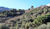 Trail Walking Port-Vendres - vinaigrerie - Photo 1