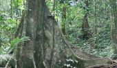 Randonnée Marche Le Prêcheur - Cascade de l'anse Couleuvre, depuis anse Céron en aller-retour ! - Photo 10