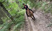 Trail Horseback riding Roybon - Roybon  - Photo 16