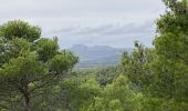 Tour Wandern Salon-de-Provence - 13 Le Tallagard par le sentier des abeilles puis vers la Pastorale - Photo 1