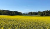 Tour Zu Fuß Küsnacht - Forch - Rehalp - Photo 4