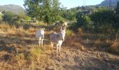 Percorso Trekking con gli asini Tuchan - cathare 3 Tuchan Duilhac sous peyrepertuse  - Photo 9