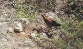 Excursión Senderismo La Possession - Marla par la Nouvelle du col des boeufs - Photo 12