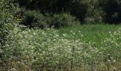 Tour Zu Fuß Ilsfeld - SB3 Vom Neckar zur Schozach - Photo 7