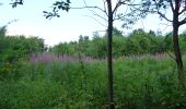 Tour Wandern Hohenfels - GrWandARd 36: Grande-Mormont het fraaiste van de Oostelijke Ourthe - Photo 11