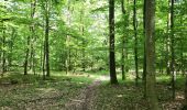 Trail Horseback riding Falck - Falck - Forêt de la Houve - Photo 17