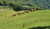 Tocht Stappen Voreppe - Voreppe - Rocher de Bellevue - Photo 12