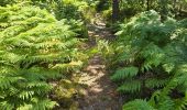 Trail Walking Milly-la-Forêt - Milly-la-Forêt - Forêt domaniale des Trois pignons - Curiosités  - Photo 12