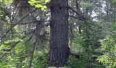 Tour Zu Fuß Ludwigsthal - Vyhlídka na Zámecké hoře a zřícenina hradu Fürstenwalde - Photo 6