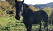 Trail Walking Mons - Le Lachens depuis Mons - Photo 6