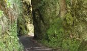 Excursión Senderismo São Roque do Faial - Balcoes  - Photo 2