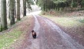 Tocht Stappen Paliseul - devant le pré, le sarté - Photo 3