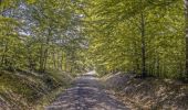 Percorso A piedi Königsberg in Bayern - Wolftour Altershausen - Photo 2