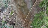 Trail Walking Colmar - champignons  - Photo 1
