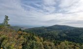 Tour Wandern Ammerschweier - ARCA AMMERSCHWIHR - Photo 1