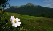 Tocht Te voet Ventasso - Cerreto dell'Alpi - Poggio Colombara - Passo del Lupo - Passo di Cavorsella - Photo 3