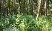Trail Walking Fleurus - forêt des loisirs Fleurus - Photo 15