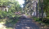 Trail On foot Pécs - Z+ Pálos templom – Kis-rét – Kantavár - Rábay-fa – Andor-forrás – Zsolnay-kút - Hősök tere - Photo 3