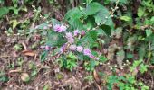 Tour Wandern Le Morne-Rouge - Le Morne-Rouge  -  Le  Carbet par Col Yang Ting - Photo 12