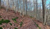 Percorso Marcia Spa - rando dans les bois du nord de spa  - Photo 17