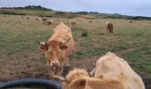 Tour Wandern Wissant - PAS DE CALAIS: WISSANT - CAP GRIS NEZ - Photo 6