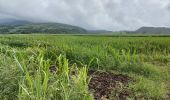 Tour Wandern Saint-Pierre - Boucle CDST via distillerie La Montagne - Photo 7