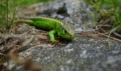 Percorso A piedi Zărnești - Zărnești-Valea Crăpăturii-Cabana Gura Râului - Photo 7