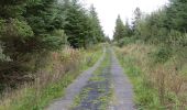 Trail On foot Roscommon Municipal District - Clogher - Photo 6