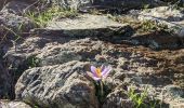 Tour Wandern Corscia - Corscia par l’ancienne Scala, retour par les gorges de la Ruda - Photo 4