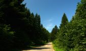 Randonnée A pied Huczwice - Ścieżka przyrodnicza na Przełęcz Żebrak - Photo 7
