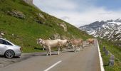 Percorso A piedi Unterschächen - Naturkundlicher Höhenweg Schächental - Photo 10