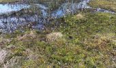 Trail Walking Waimes - petit tour en Brackvenn  - Photo 5