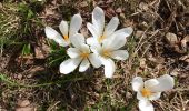 Trail On foot Astano - Dumenza - Curiglia - Photo 10