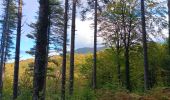 Trail Walking L'Albère - ullat - san-cristau / retour par la piste  - Photo 2