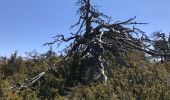 Tocht Stappen La Bastide - Tour Lachens  - Photo 1