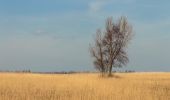 Trail On foot Lelystad - Moeraspad - Photo 4