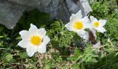 Tour Wandern Saint-Pierre-de-Chartreuse - Le charmant Som en Boucle - Photo 8