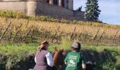 Trail Horseback riding Kaysersberg-Vignoble - 2019-10-26 CDTE67 Tournage Video Promotion TE - Photo 6