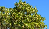 Excursión Senderismo Roquebrune-sur-Argens - Col du Bougnon - Peigros - Photo 11