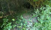 Percorso Marcia Cerelles - Cerelles - Bois de Lignière - Photo 15