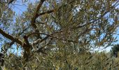 Tour Wandern Les Baux-de-Provence - Huilerie, Vin, les baux de Provence, avec Château - Photo 2