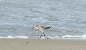 Tocht Te voet Wassenaar - Strandroute - Photo 1