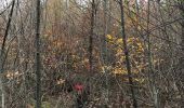 Percorso Marcia Anglès - Forêt Angles - Photo 1