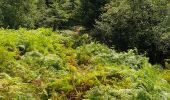 Tocht Stappen Allarmont - Balades féeriques des roches  - Photo 4