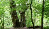 Tour Zu Fuß Unbekannt - Eichenweg - Photo 10