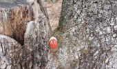 Tour Wandern Fontainebleau - canon  - Photo 1